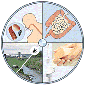 gastroenterite