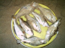 Fresquinhas.....