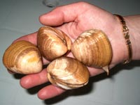 bomboca.jpg