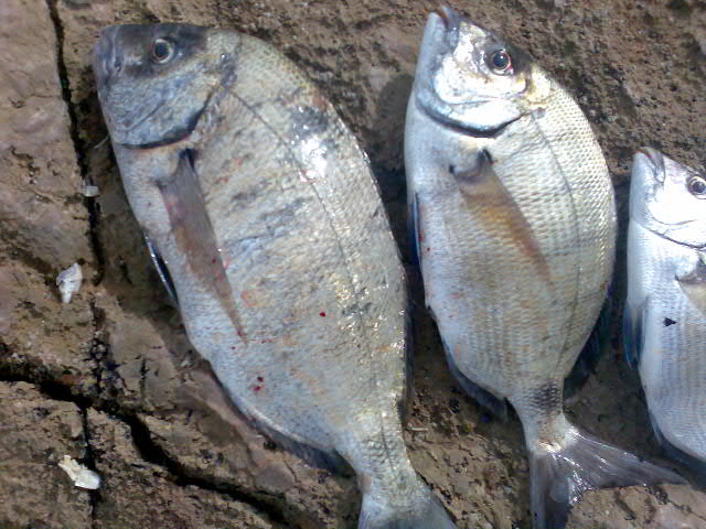 Img040.jpg