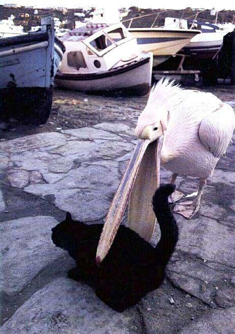 cateat.jpg