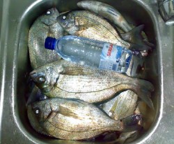 Só choupas, (a garrafa continua a ser a mesma)