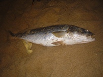 38kg