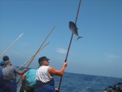 Ultimas pescarias, com as famosas canas da India: