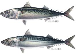 cavala e sarda.jpg