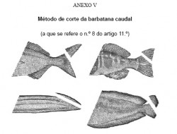 Corte