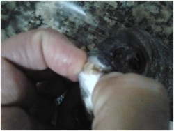 Olha que já tem dentinhos.