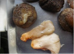 batatas1.jpg