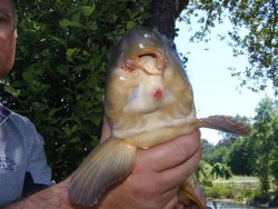Carpa deformada